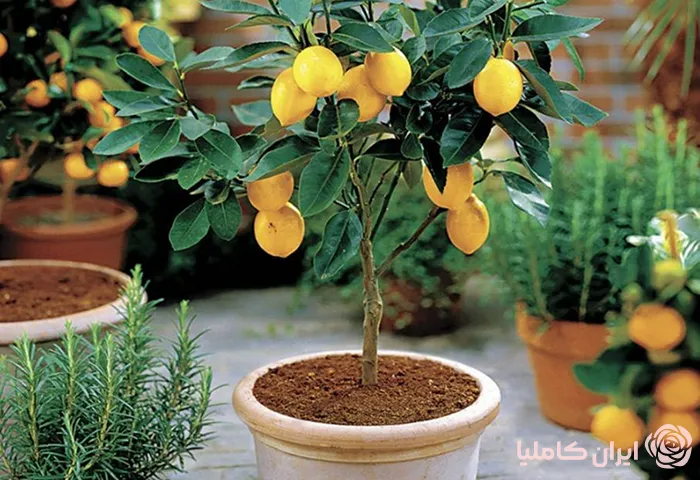 بهترین زمان کاشت نهال گلدانی